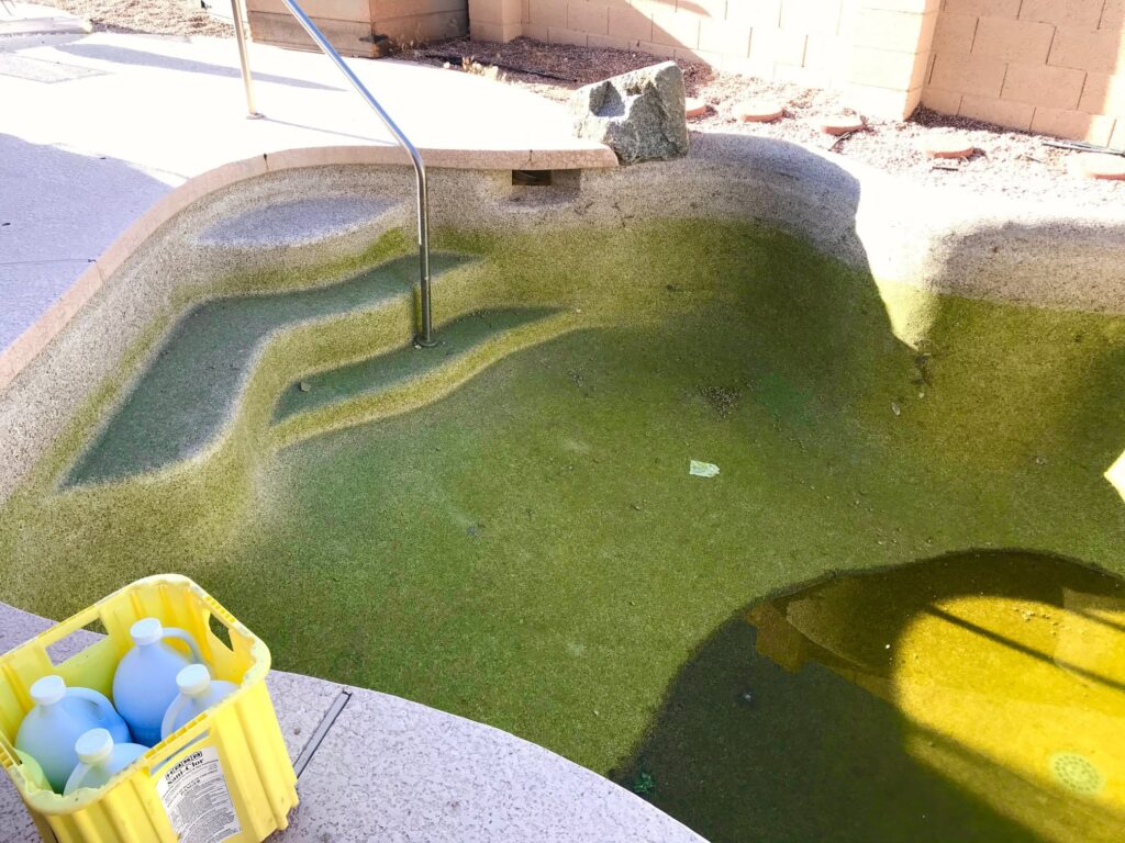 Pool Turn Green in the arizona heat.
