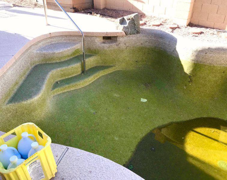 Pool Turn Green in the arizona heat.