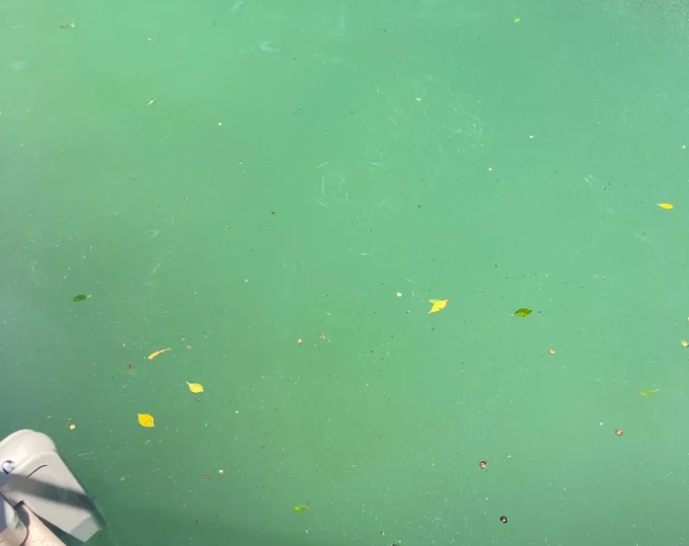 Uncleaned Green Pool